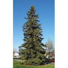 White Spruce